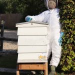 Scarecrow entry: Brocas is Buzzing