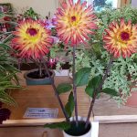 Hever Rose & Horticultural Society show entry, 2018