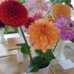 Hever Rose & Horticultural Society show entry, 2018