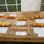 Hever Rose & Horticultural Society show entry, 2018
