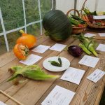 Hever Rose & Horticultural Society show entry, 2018