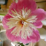 Hever Rose & Horticultural Society show entry, 2020