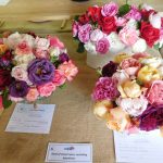 Hever Rose & Horticultural Society show entry, 2020