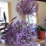 Hever Rose & Horticultural Society show entry, 2020