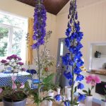 Hever Rose & Horticultural Society show entry, 2020