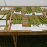Hever Rose & Horticultural Society show entry, 2020