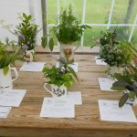 Hever Rose & Horticultural Society show entry, 2020