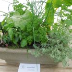 Hever Rose & Horticultural Society show entry, 2020