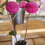 Hever Rose & Horticultural Society show entry, 2020