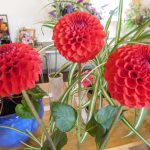 Hever Rose & Horticultural Society show entry, 2020