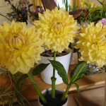 Hever Rose & Horticultural Society show entry, 2020